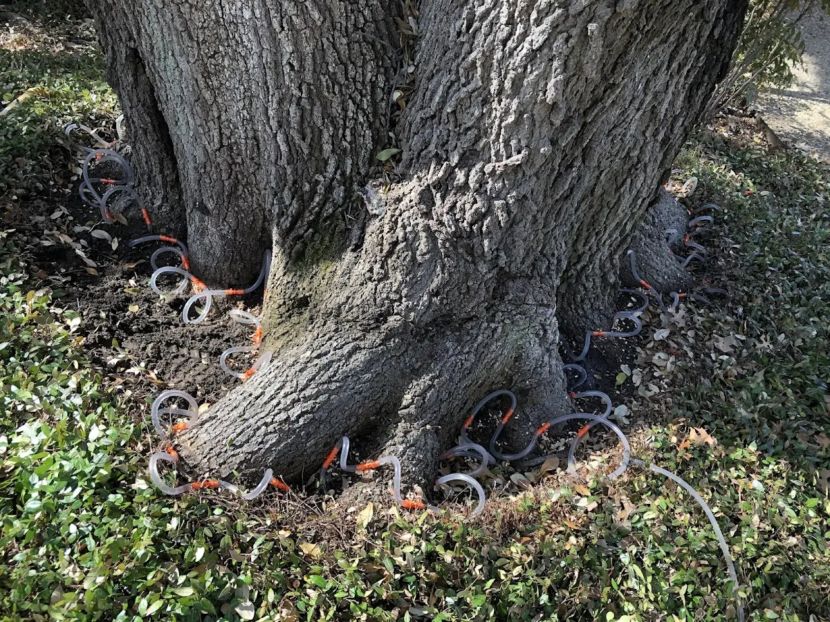 Detailed Tree Cabling and Bracing job site in Abington
