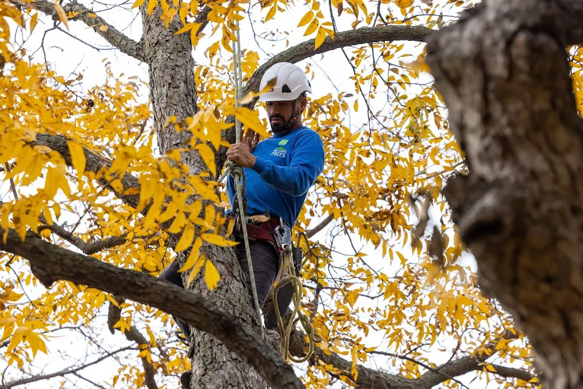 Skilled Tree Planting crew working in Abington